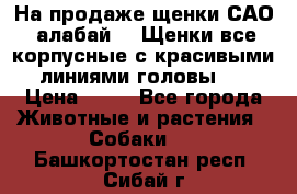 На продаже щенки САО (алабай ). Щенки все корпусные с красивыми линиями головы . › Цена ­ 30 - Все города Животные и растения » Собаки   . Башкортостан респ.,Сибай г.